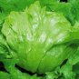 160 Seeds ICEBERG LETTUCE Lactuca Vegetable Seeds