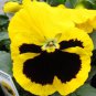 35 Seeds Giant Yellow Pansy Seeds Herbs Trinity Hardy Plants Flowers