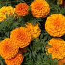 35 Seeds Jumbo Yellow Crackerjack Marigold Seeds