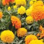 35 Seeds Jumbo Yellow Crackerjack Marigold Seeds