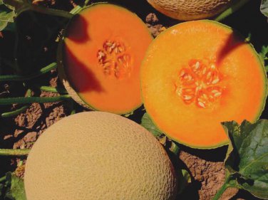 10 Seeds Green White Sweet Melon with overlapping curve gray skin