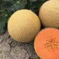 10 Seeds Green White Sweet Melon with overlapping curve gray skin