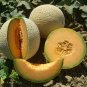 10 Seeds Green White Sweet Melon with overlapping curve gray skin