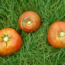 100 Seeds Rare Edible Light Orange Big Juicy Tomato