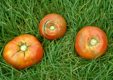 100 Seeds Rare Edible Light Orange Big Juicy Tomato