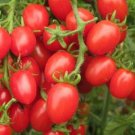 300 Seeds  Middle Milk Red Tomato Seeds Non-Gmo Heirloom Organic Vegetables