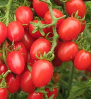 300 Seeds  Middle Milk Red Tomato Seeds Non-Gmo Heirloom Organic Vegetables