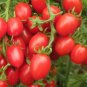 300 Seeds  Middle Milk Red Tomato Seeds Non-Gmo Heirloom Organic Vegetables