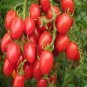 300 Seeds Middle Milk Red Tomato Seeds Non-Gmo Heirloom Organic Vegetables