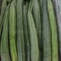 10 Seeds  Luffa Acutangula Angled Luffa Vegetables Ridged Luffa Chinese Okra