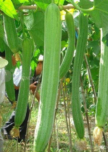 10 Seeds Luffa Acutangula Angled Luffa Vegetables Ridged Luffa Chinese Okra