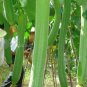 10 Seeds  Luffa Acutangula Angled Luffa Vegetables Ridged Luffa Chinese Okra