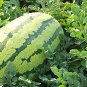 20 Seeds Green Watermelon F3