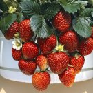 100 Seeds Temptation Strawberry