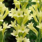 40 Seeds Polianthes Tuberosa Tuberose Flower