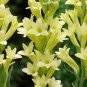 40 Seeds Polianthes Tuberosa Tuberose Flower