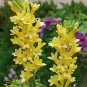 40 Seeds Polianthes Tuberosa Tuberose Flower