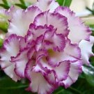 50 Seeds Adenium Corrugated White Petals with Purple Edge Flower