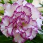 50 Seeds Adenium Corrugated White Petals with Purple Edge Flower