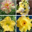 30 Seeds Mixed 16 Types Bonsai Yellow Adenium
