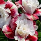 50 Seeds Adenium Milky Cream White and Deep Red Flower Bonsai