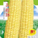 200 Seeds 'Pin Nuo 28' Bright Yellow Corn Hybrid High Yield