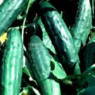 1000 Seeds Dark Green Short Cucumber Bonsai
