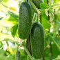 300 Seeds Greenhouse Cucumber Dark Green Long Vegetables