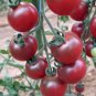 100 Seeds Rosella Cherry Tomato Seeds