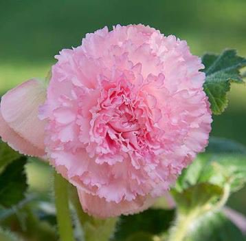 50 Seeds Heirloom Big Red Pink Carnation Flowers
