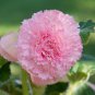 50 Seeds Heirloom Big Red Pink Carnation Flowers