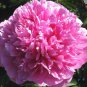50 Seeds Heirloom Big Red Pink Carnation Flowers