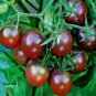 300 Seeds Harbin Black Cherry Tomato Seeds