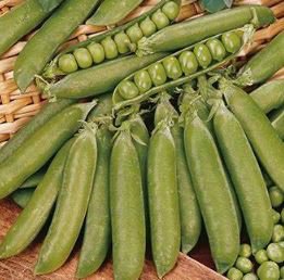 150 Seeds Organic Runner Dwarf Climbing Green Pea Seeds