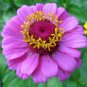 50 Seeds Zinnia Elegans Pink Youth-and-Old-Age with Little Flowers