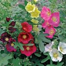 20 Seeds Bonsai Hollyhock COUNTRY ROMANCE RED Alcea Rosea Flower Seeds