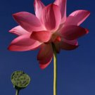 40 Seeds  Nelumbo Nucifera Lotus Double-Headed Water Lily Flower Seeds