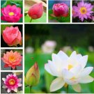 4 Seeds  Nelumbo Nucifera Lotus Water Lily Seeds, Pack Seperately