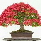 40 Seeds  Red Bonsai Perennial Crape Myrtle Seeds