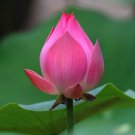 40 Seeds  Nelumbo Nucifera ''DARGONFLY'' Lotus Seeds