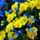 35 Seeds Yellow Forget Me Not Flower