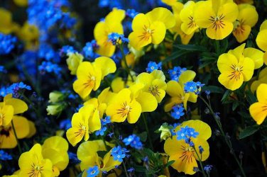 35 Seeds Yellow Forget Me Not Flower