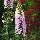 60 Seeds Common Foxgloves Liberty Bell