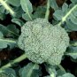 20 Seeds Organic Green Broccoli Vegetable