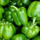 8 Seeds Big Green Sweet Bell Pepper