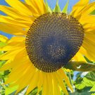 15 Seeds Golden Father-sun Sunflower