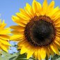 15 Seeds Golden Father-sun Sunflower