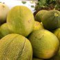 10 Seeds Rare Golden White Sweet Melon with white meat fruits hybrid F1