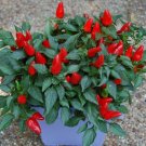 20 Seeds Red Heart Ornamental Pepper