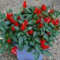20 Seeds Red Heart Ornamental Pepper